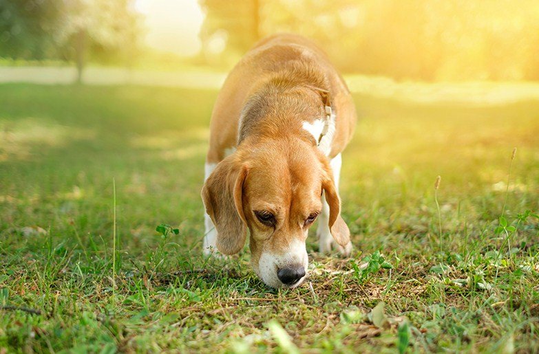 Can Dogs Sense Negative Energy