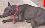 Can Dogs be Suicidal