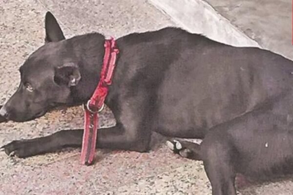 Can Dogs be Suicidal
