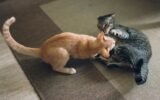 How to Know if Cats are Playing or Fighting