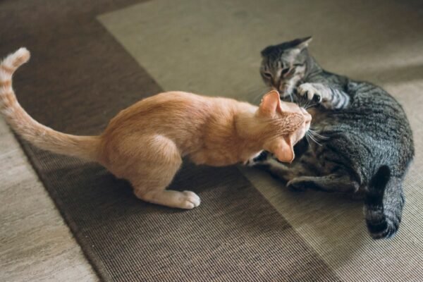 How to Know if Cats are Playing or Fighting