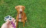 How to Use a Dog Whistle