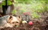 My Dog Died and I Feel Empty