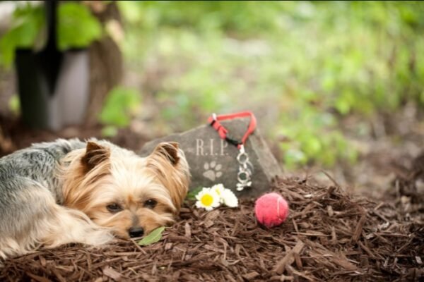 My Dog Died and I Feel Empty