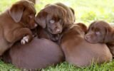 Red Flags When Picking Out a Puppy