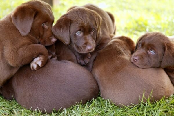 Red Flags When Picking Out a Puppy