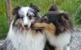 Signs That a Male Dog Wants to Mate