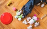 Toys for Shredding Dogs