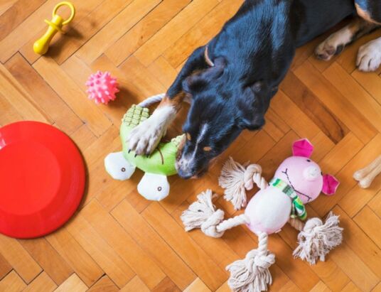 Toys for Shredding Dogs