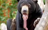 What Bear is the Most Aggressive