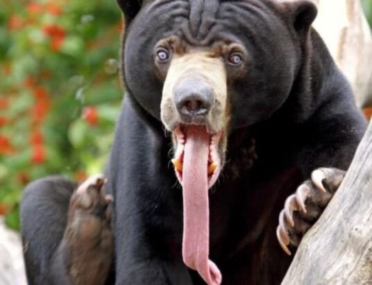 What Bear is the Most Aggressive