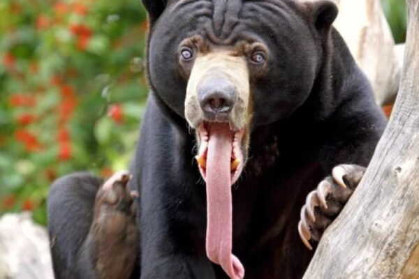 What Bear is the Most Aggressive