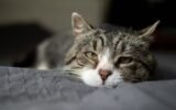 What Do Cats Do When They Sense Death