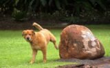 What Smell Do Dogs Hate to Pee On