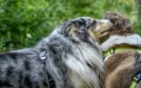 Why Do Dogs Lick Each Other's Ears