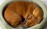 Why Do Dogs Walk in Circles Before They Die