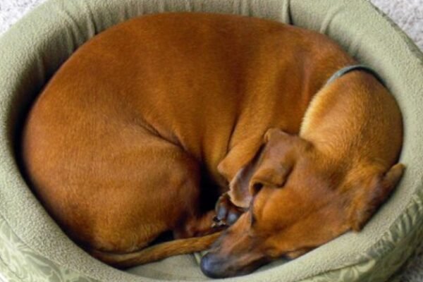 Why Do Dogs Walk in Circles Before They Die