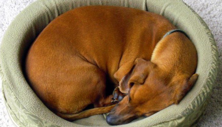Why Do Dogs Walk in Circles Before They Die