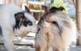 Why Do Female Dogs Cry When Mating
