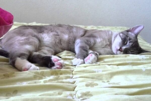 Why is My Cat Twitching in His Sleep