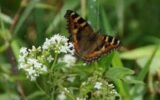 KiNZ Mission Heights wins award for creating butterfly habitat