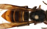 Savannah beekeeper discovers