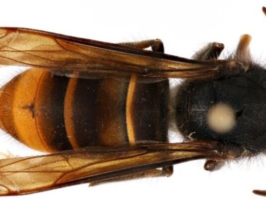 Savannah beekeeper discovers