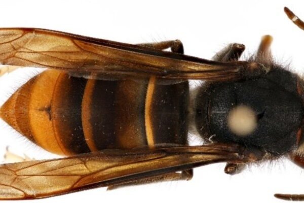 Savannah beekeeper discovers