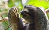 Which Animals Live on Trees