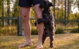 Why Do Dogs Hump Certain People