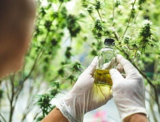 Cannabis Banks Face Growing Competition and Need to Innovate