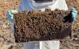How tech is helping farmers cope with the decline of bees