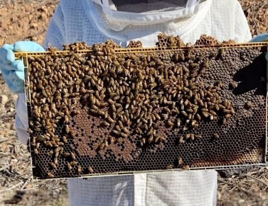 How tech is helping farmers cope with the decline of bees