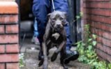 Police and RSPCA raid suspected dog fighting ring in Birmingham