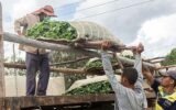 Cuban Farmers Resist Banking Reform and Prefer Cash