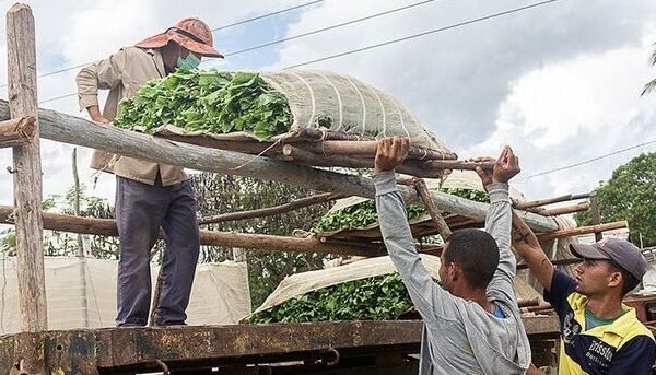 Cuban Farmers Resist Banking Reform and Prefer Cash