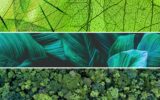 How Biomimicry Can Help Businesses Achieve Resilient Growth