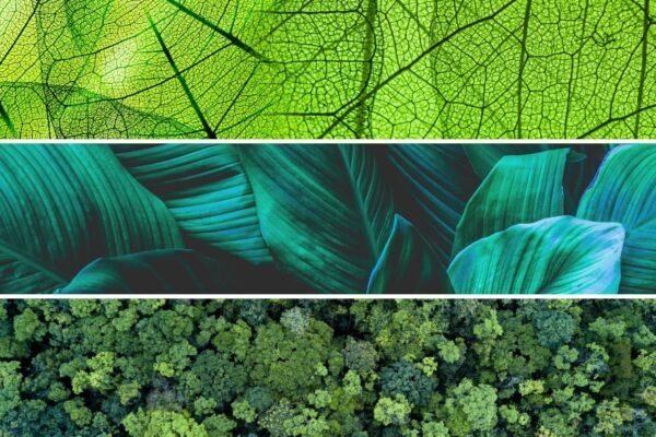 How Biomimicry Can Help Businesses Achieve Resilient Growth