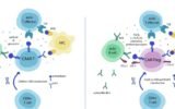 Fighting Ageing and Chronic Diseases with CAR-T Technology