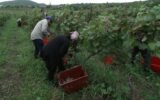 In Georgia, wine's surprising birthplace, winemakers revive ancient grapes