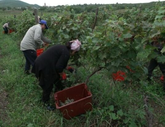 In Georgia, wine's surprising birthplace, winemakers revive ancient grapes