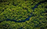 How Transparent Banking Can Save the Amazon Rainforest
