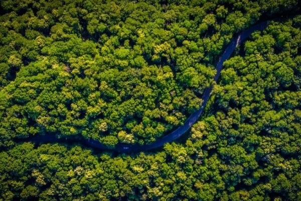 How Transparent Banking Can Save the Amazon Rainforest