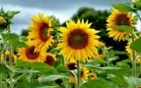 How a sunflower farm in Waikato turned grief into joy for thousands of visitors