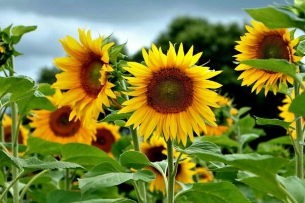 How a sunflower farm in Waikato turned grief into joy for thousands of visitors