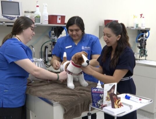 TAMUK Students Help Shelter Animals Find New Homes