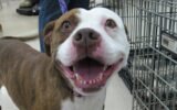 Clayton County Adoptable Pets - Week of January 10