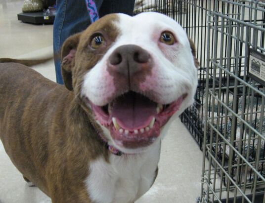 Clayton County Adoptable Pets - Week of January 10