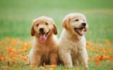Meet the adorable pets up for adoption in Clayton County