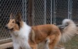 Meet the adorable pets up for adoption in Clayton County this week